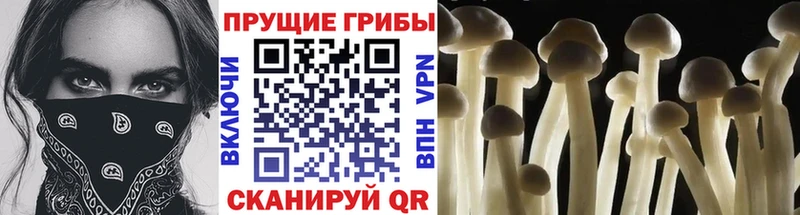 Галлюциногенные грибы Cubensis  shop телеграм  Волгореченск 